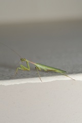 Miomantis