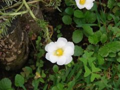Sicana odorifera