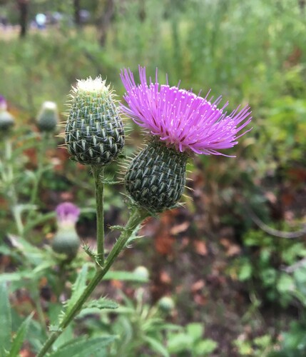 Tall Thistle