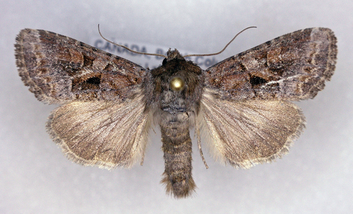 Trichordestra dodii