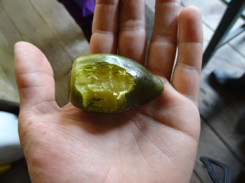 Bactris gasipaes - Whole tree