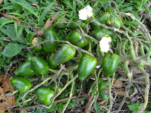Bactris gasipaes - Leaves
