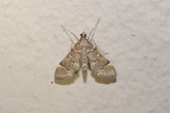 Duponchelia lanceolalis