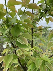 Pyrus pyrifolia