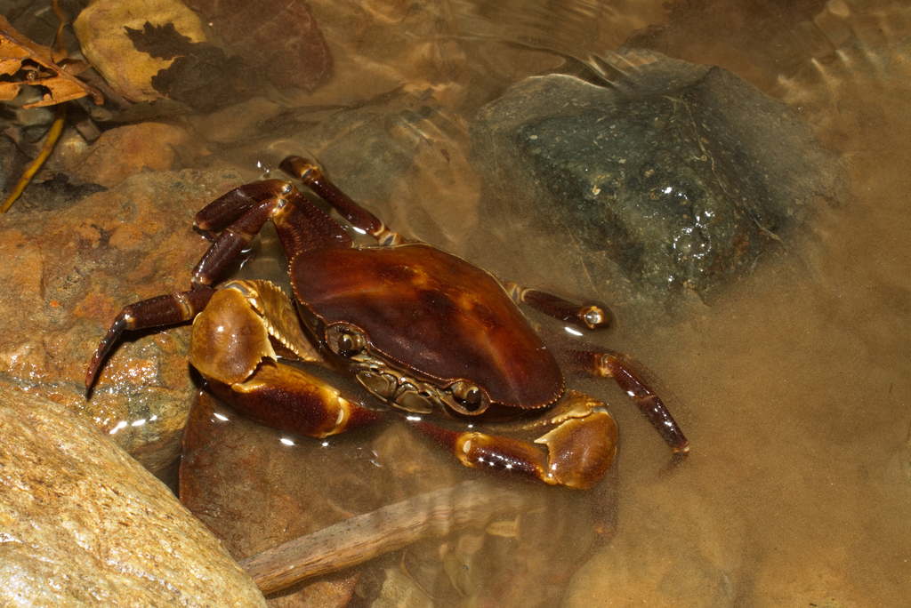 Potamocarcinus magnus