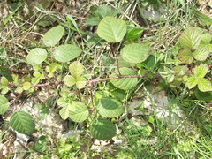 Rubus subcordatus