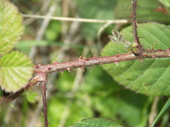 Rubus subcordatus