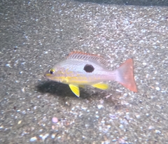 Spotted Rose Snapper photo 2