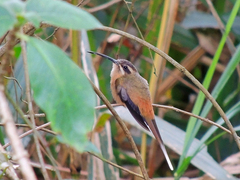 Planalto Hermit photo 3
