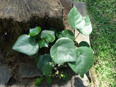 Sicana odorifera