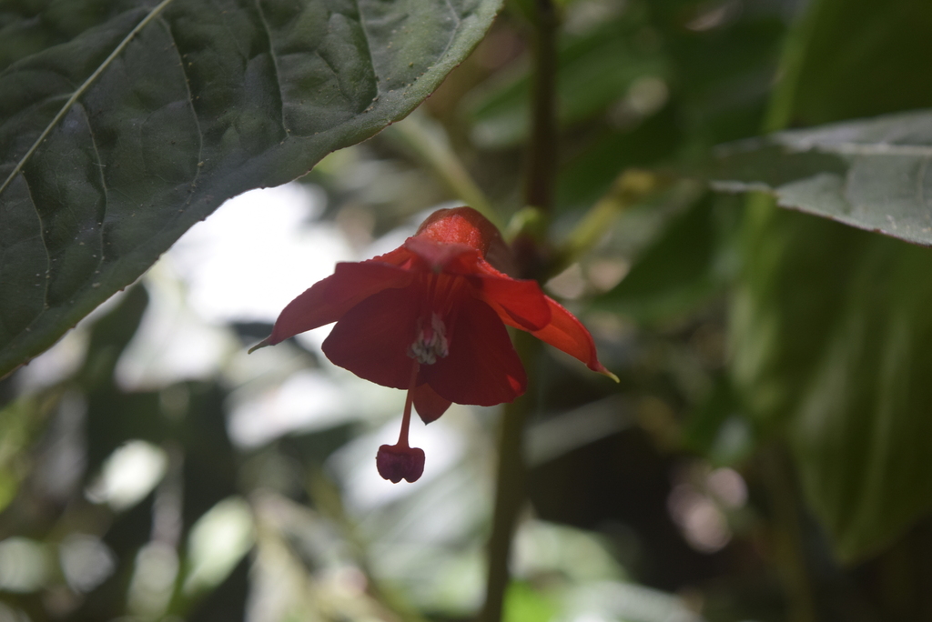 Fuchsia macrostigma (Fuchsia macrostigma)