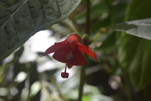 Fuchsia macrostigma (Fuchsia macrostigma)