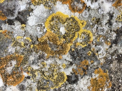 Candelariella medians