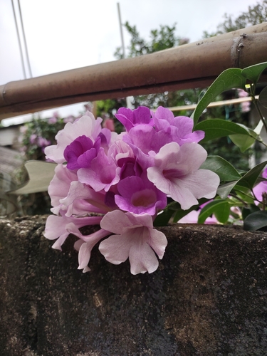 Foto de Cipó-de-alho