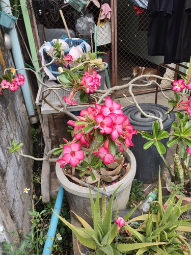 Foto de Cipó-de-alho