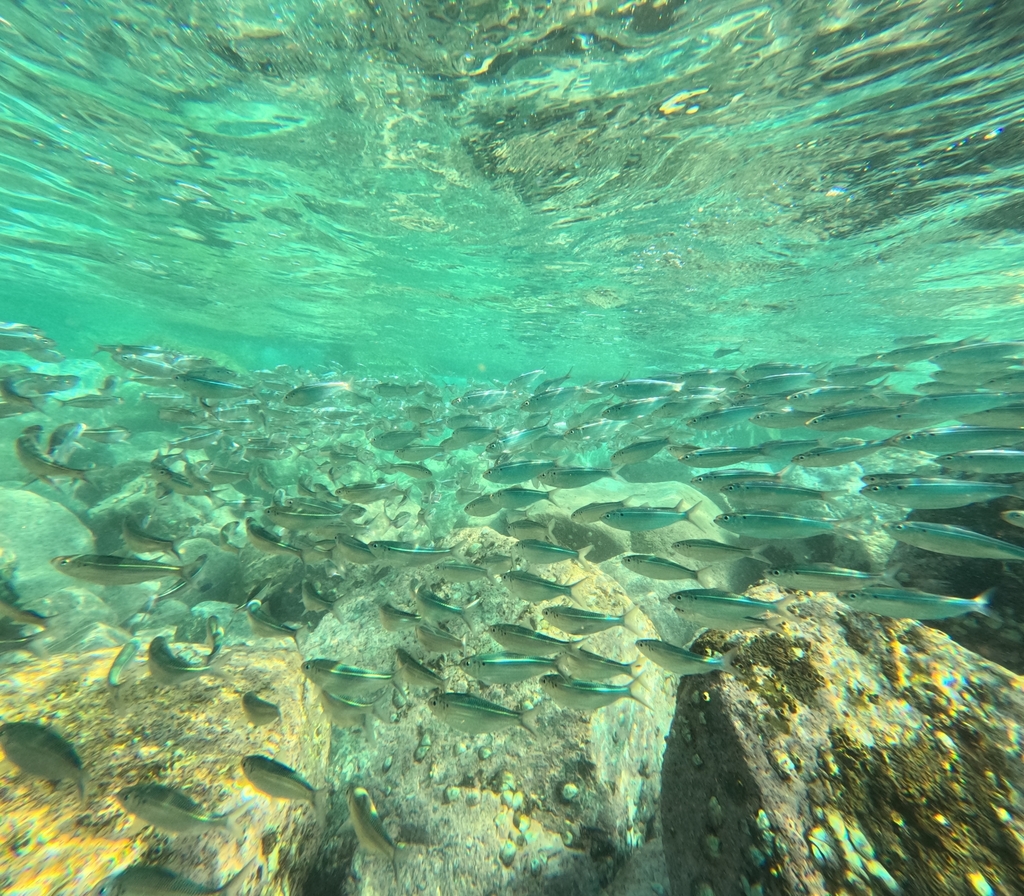Flatiron Herring