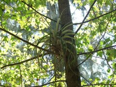 Sicana odorifera