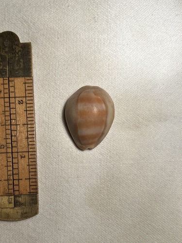 Cypraea schilderorum observed 2006-08-01