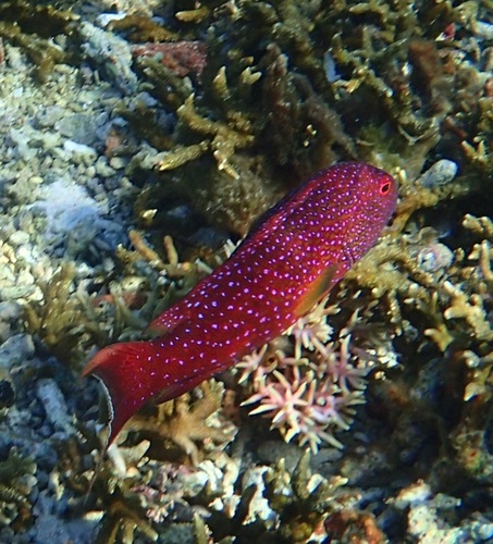 White-edged Lyretail — seen at this dive site