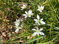 Ornithogalum umbellatum
