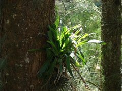 Sicana odorifera
