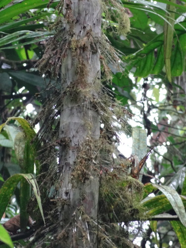 Image of Bactris gasipaes by (c) Ignacio Moreira-Corral, some rights reserved (CC BY-SA)