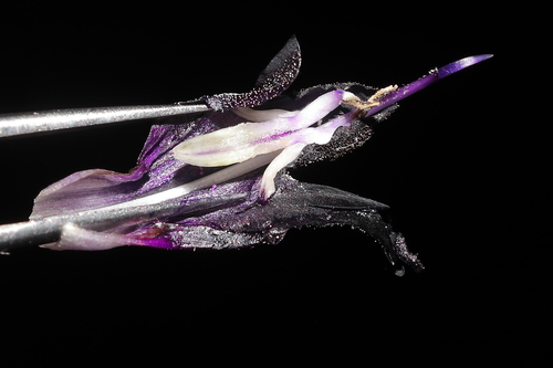 Image of Salvia discolor by (c) Paúl Gonzáles, some rights reserved (CC BY)