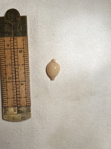 Pustularia cicercula observed 2006-08-01