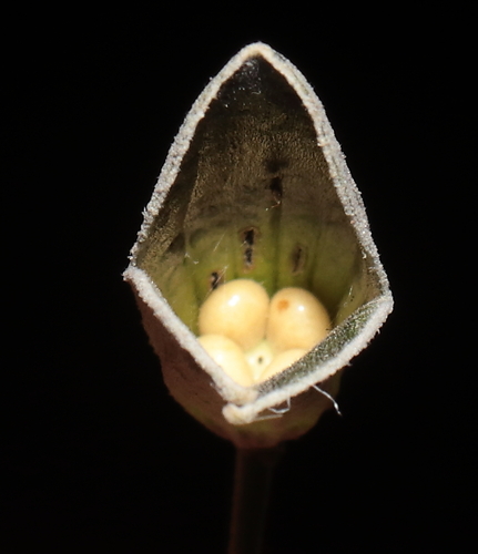 Image of Salvia discolor by (c) Paúl Gonzáles, some rights reserved (CC BY)