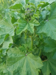 Malva sylvestris