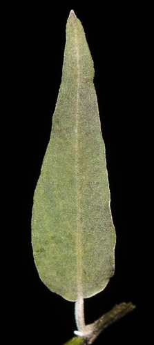 Salvia discolor (Salvia discolor)