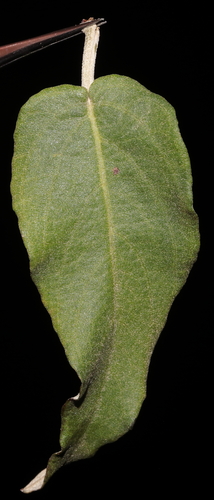 Image of Salvia discolor by (c) Paúl Gonzáles, some rights reserved (CC BY)