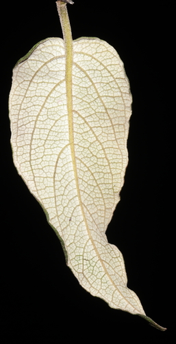 Salvia discolor, photograph 3