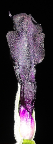 Salvia discolor, photograph 4