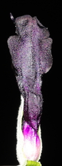 (c) Paúl Gonzáles, some rights reserved (CC BY) Salvia discolor, photograph (c) Paúl Gonzáles, some rights reserved (CC BY)