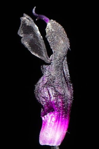 Salvia discolor, photograph 5