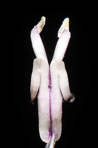 Image of Salvia discolor by (c) Paúl Gonzáles, some rights reserved (CC BY)