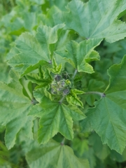 Malva sylvestris