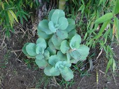 Sicana odorifera