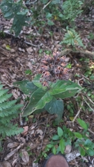 Sinningia polyantha