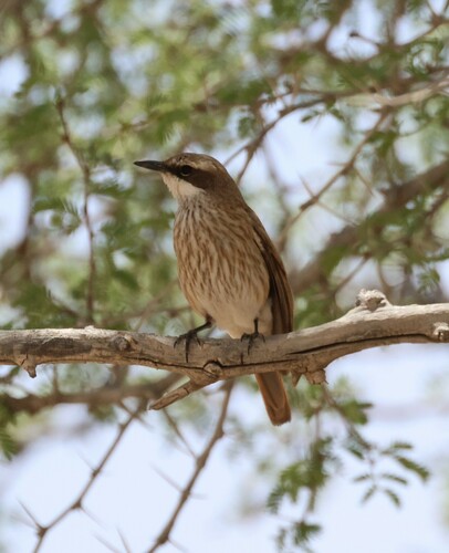 Herero Chat (Namibornis herero), photo 7