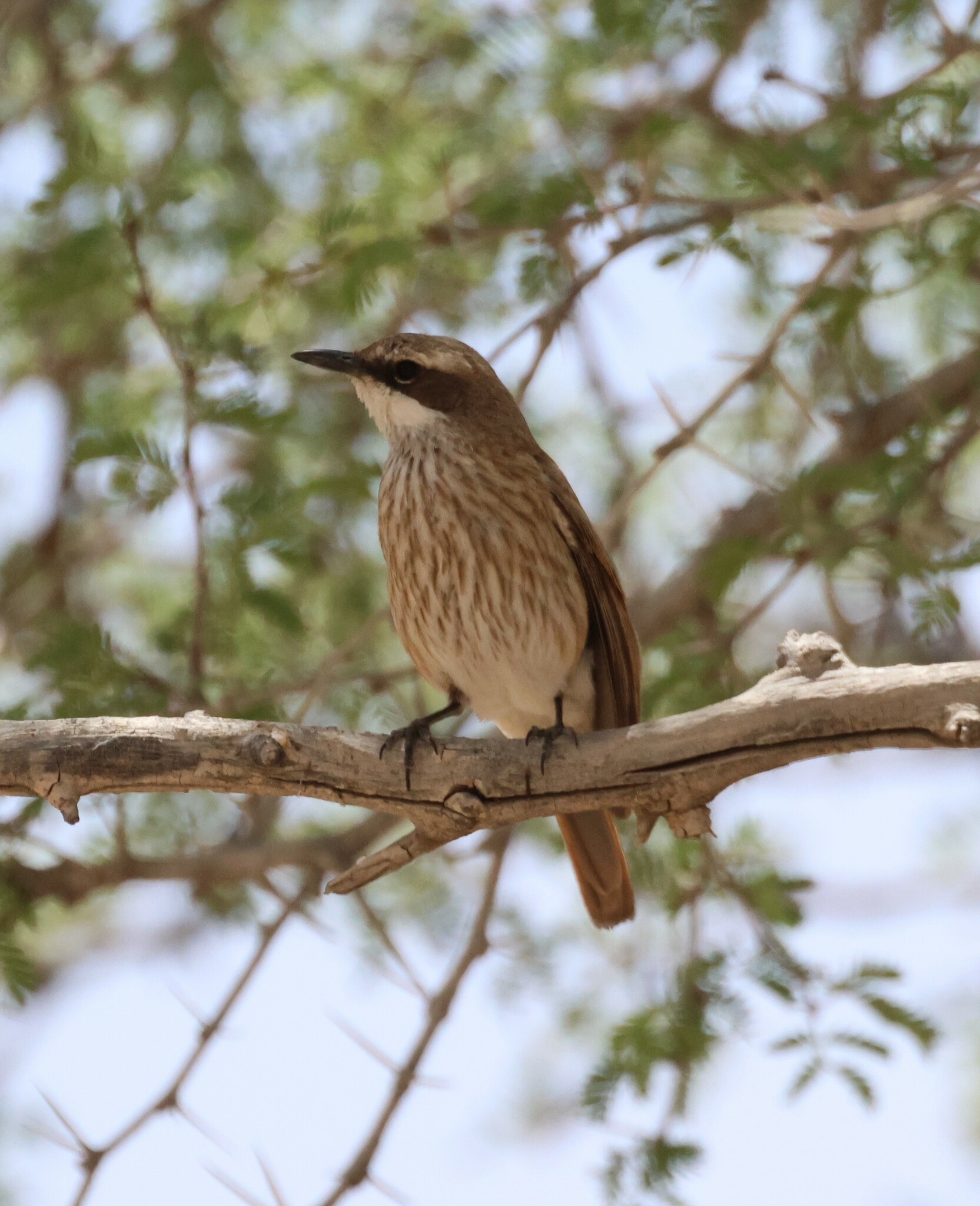 Herero Chat (Namibornis herero), photo 1