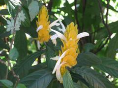 Sicana odorifera