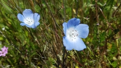 Nemophila menziesii