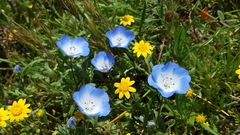 Nemophila menziesii