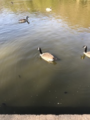 Branta canadensis