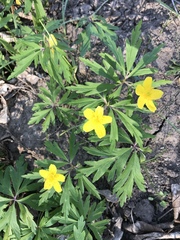 Anemonoides ranunculoides