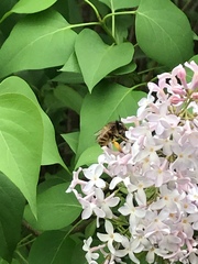 Anthophora villosula