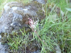 Lithophragma glabrum