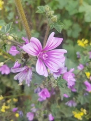Malva sylvestris